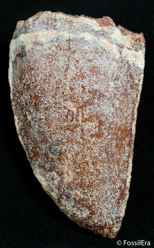 / Carcharodontosaurus Tooth - Moroccan T-Rex #2466
